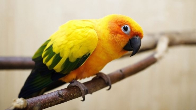 Как не купих жълт папагал